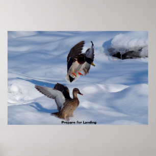 Affiche Canard colvert