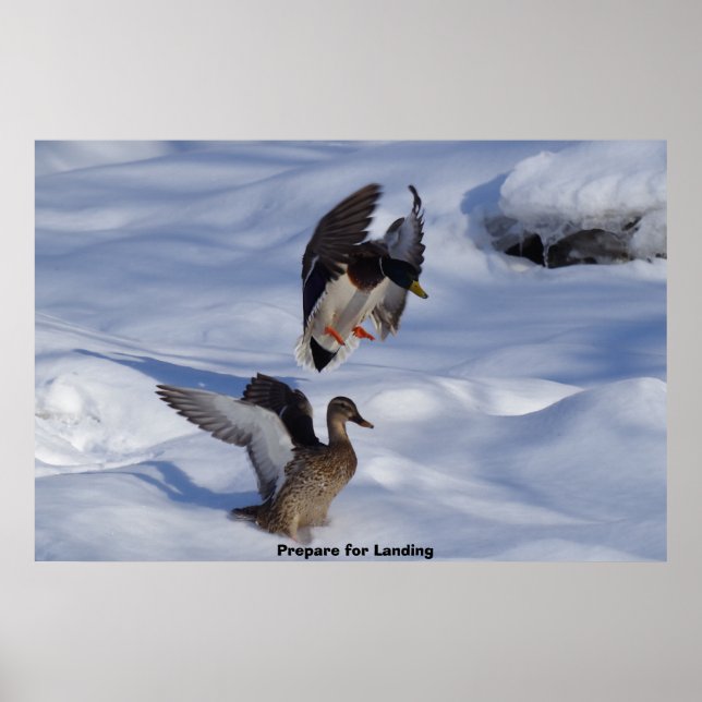 Affiche Canard colvert (Devant)