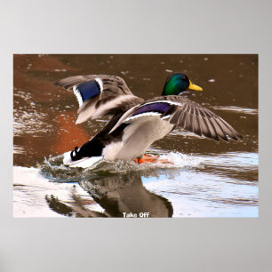 Affiche Canard colvert