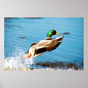 Affiche Canard colvert