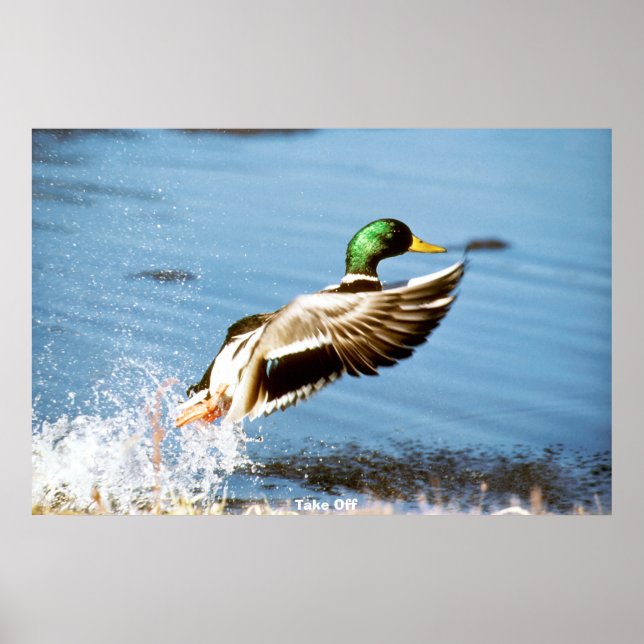 Affiche Canard colvert (Devant)