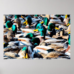 Affiche Canard colvert