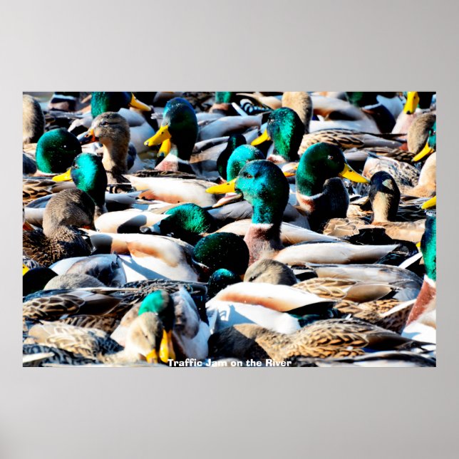 Affiche Canard colvert (Devant)