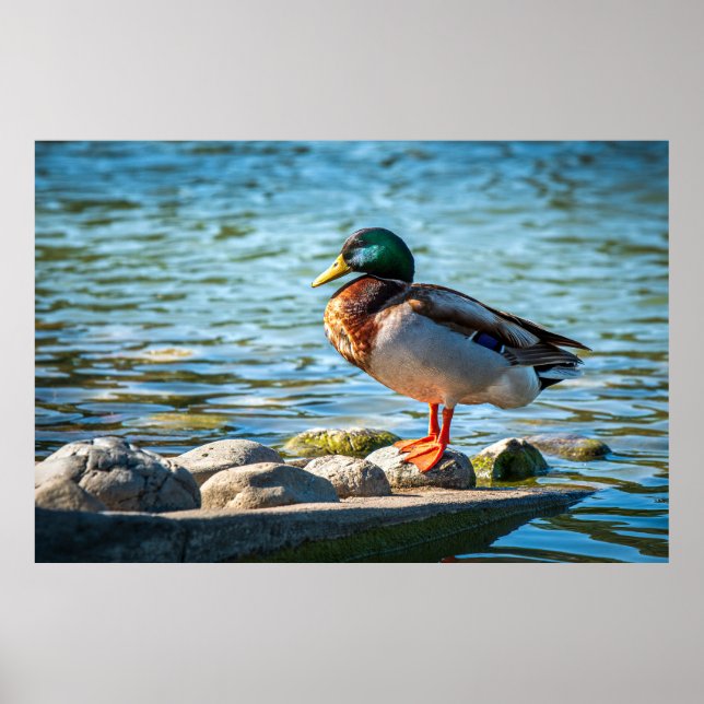 Affiche Canard colvert debout sur des rochers du rivage au (Devant)