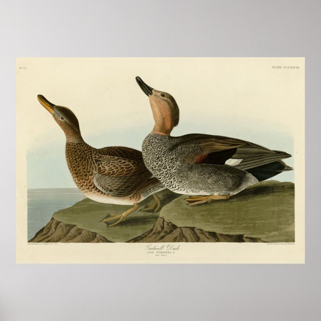 Affiche Canard de Gadwall - Les oiseaux d'Amérique de John (Devant)