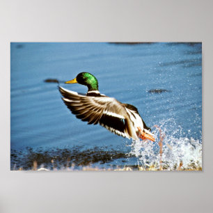 Affiche Canard de Mallard