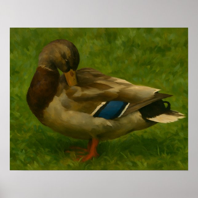 Affiche Canard de Mallard dans la prairie (Devant)