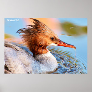 Affiche Canard de Marganser