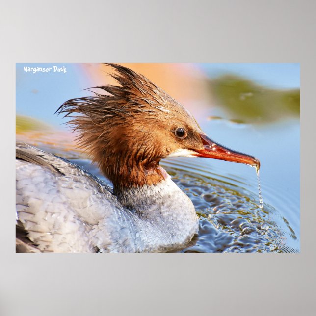 Affiche Canard de Marganser (Devant)