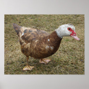 Affiche Canard de Muscovy de chocolat