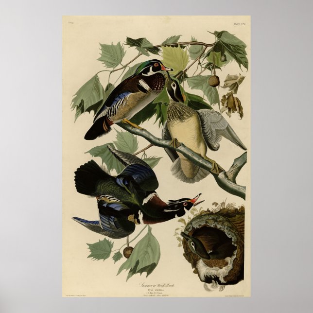 Affiche Canard d'été, Canard à bois, Oiseaux d'Amérique d' (Devant)