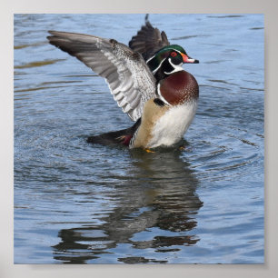 Affiche Canard en bois masculin