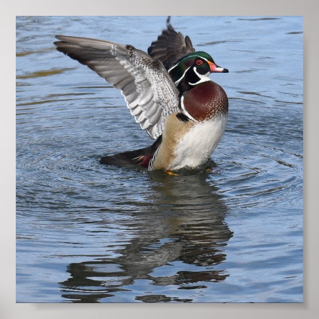 Affiche Canard en bois masculin (Devant)
