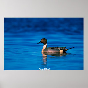 Affiche Canard en épingle