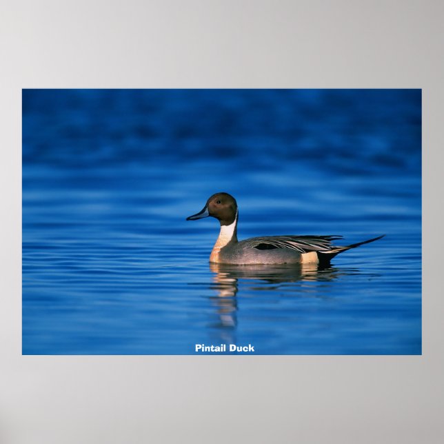 Affiche Canard en épingle (Devant)