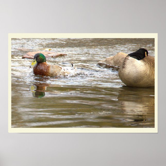 Affiche Canard et Oie dans le Ruisseau (Devant)