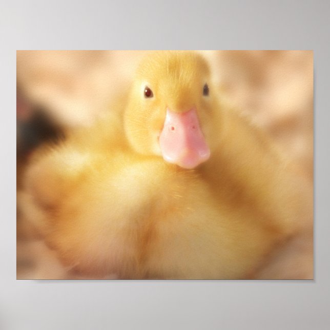 Affiche Canard Jaune Fuzzy Bébé de Pâques Canard (Devant)