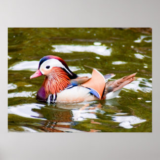 Affiche Canard mandarin