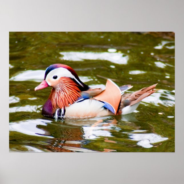 Affiche Canard mandarin (Devant)