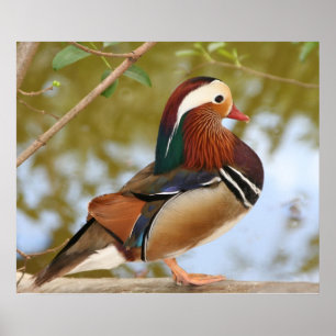 Affiche Canard mandarin