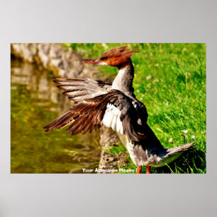 Affiche Canard Meganser
