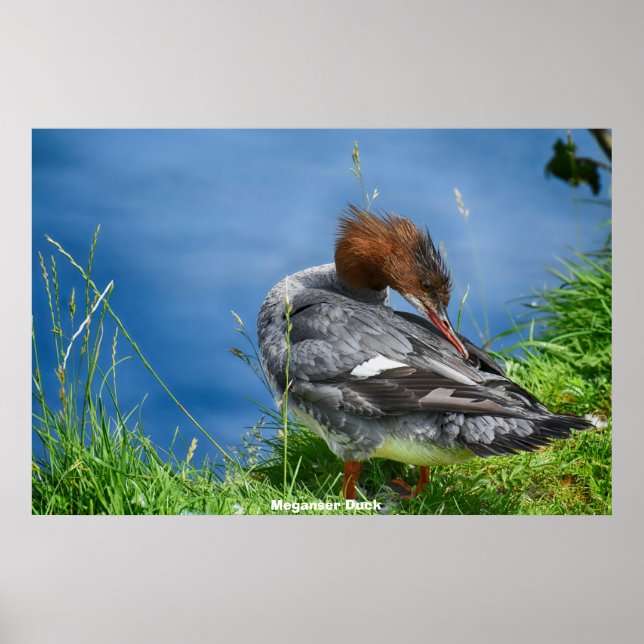 Affiche Canard Meganser (Devant)