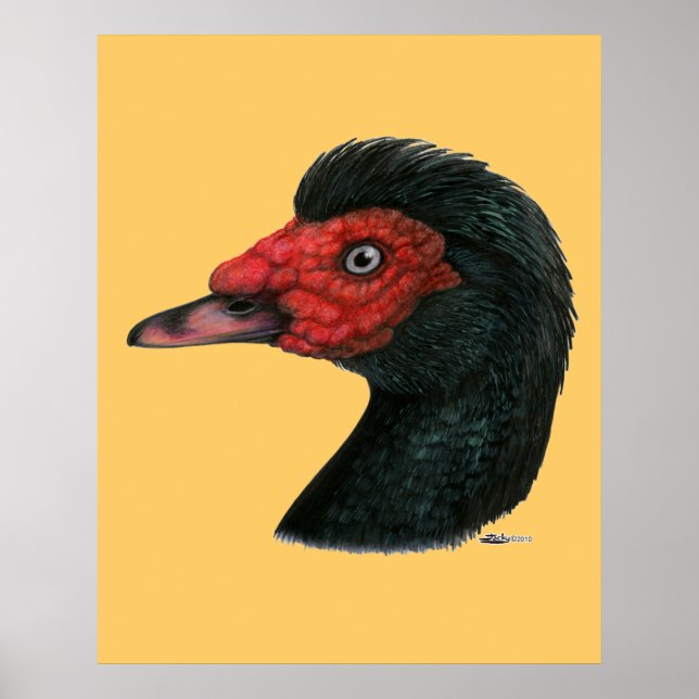 Affiche Canard : Muscovy Head (Devant)