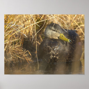 Affiche Canard Noir Américain