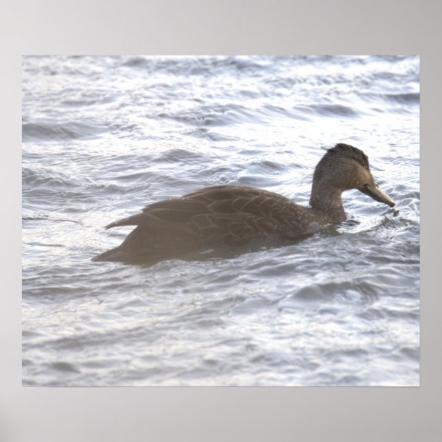 Affiche Canard Noir dans l'Océan (Devant)