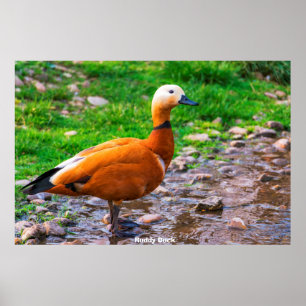 Affiche Canard roux