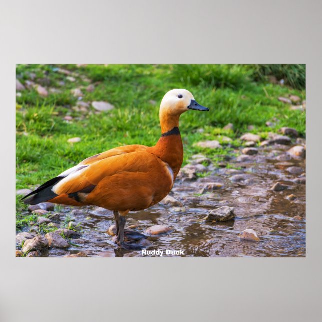 Affiche Canard roux (Devant)