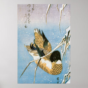 Affiche Canard sauvage nageant parmi des roseaux enneigés
