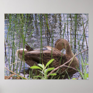 Affiche Canard se lissant dans les roseaux
