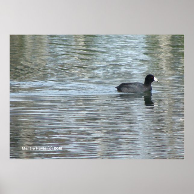 Affiche Canard solitaire II (Devant)