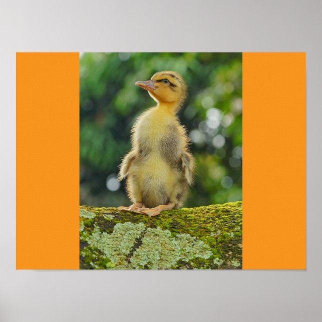 Affiche Canards (Devant)