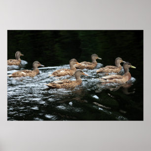Affiche Canards