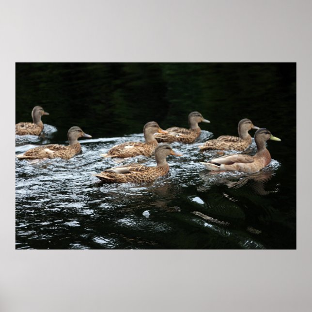 Affiche Canards (Devant)