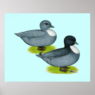 Affiche Canards : Appels bleus