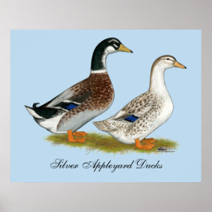 Affiche Canards :  Appleyard argenté