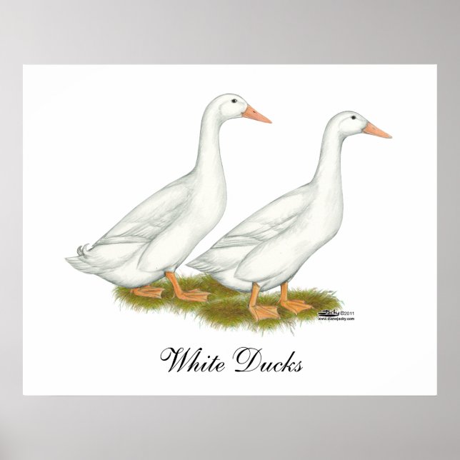 Affiche Canards blancs (Devant)