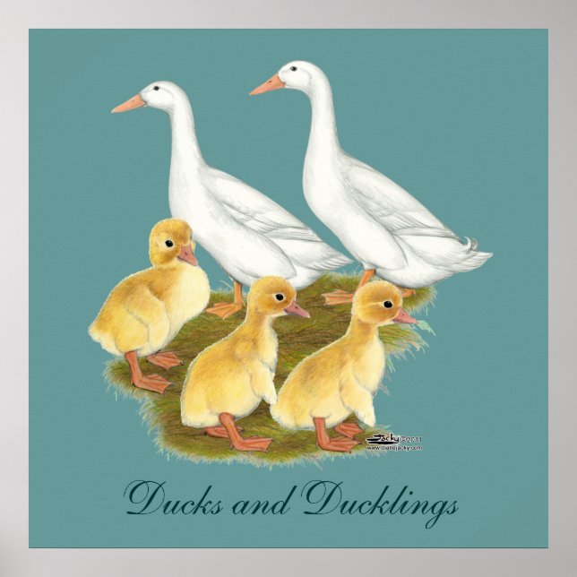Affiche Canards blancs et canetons (Devant)