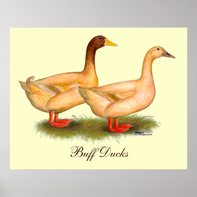 Affiche Canards : Buff Orpington (Devant)