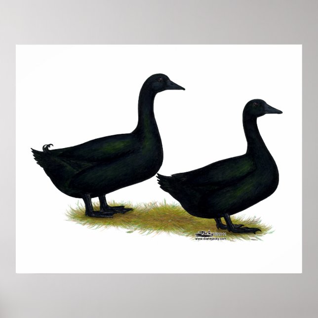 Affiche Canards : Cayugas noirs (Devant)