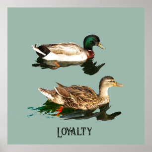 Affiche Canards colverts