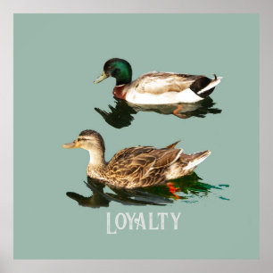 Affiche Canards colverts