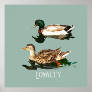 Affiche Canards colverts