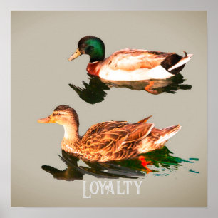 Affiche Canards colverts