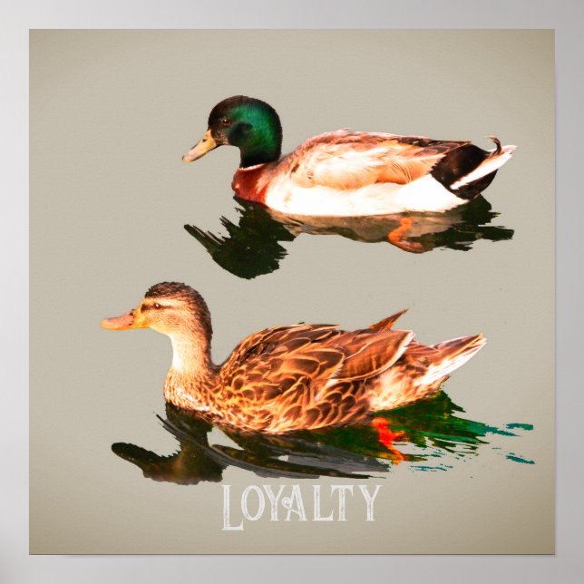 Affiche Canards colverts (Devant)