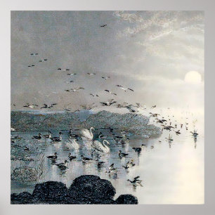 Affiche Canards, colverts et cygnes sur le lac au coucher