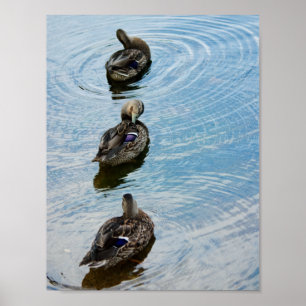 Affiche Canards dans une rangée